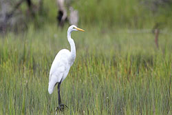Great-egret by Andy-Wilson